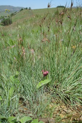 Orthochilus not vinosus in Mpumalanga grassland